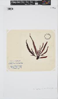 Calliblepharis ciliata image