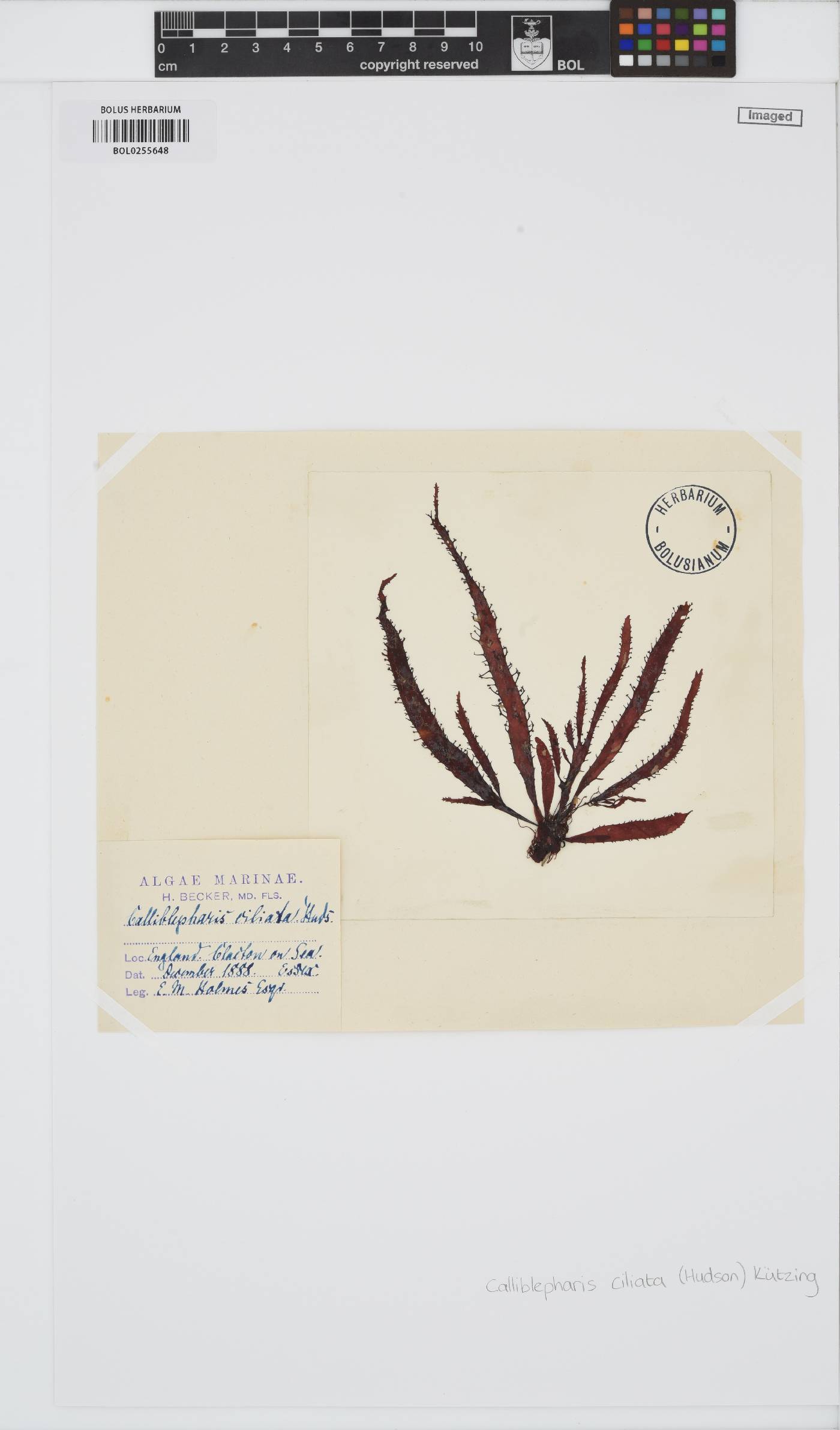 Calliblepharis ciliata image