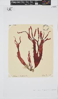 Calliblepharis ciliata image