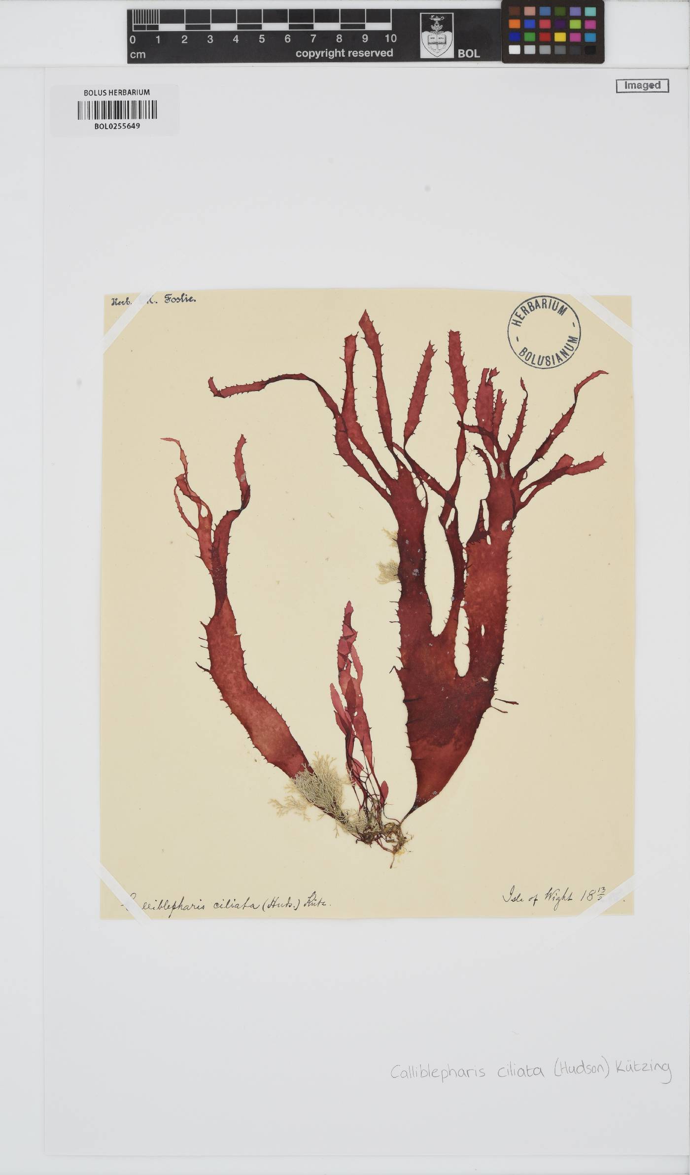 Calliblepharis ciliata image