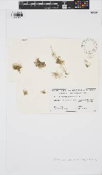 Bostrychia tenuissima image