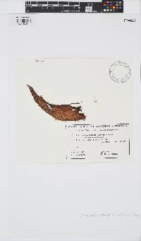 Colaconema daviesii image