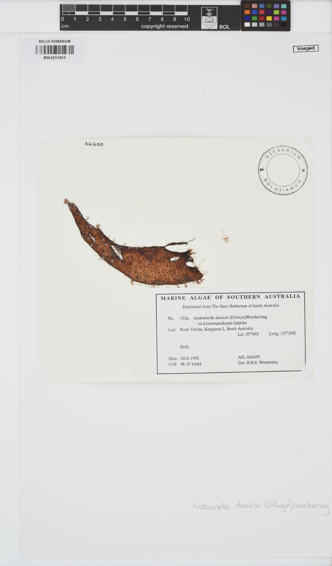 Colaconema daviesii image