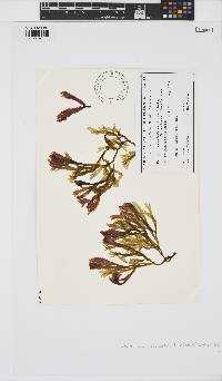 Image of Colaconema dictyotae