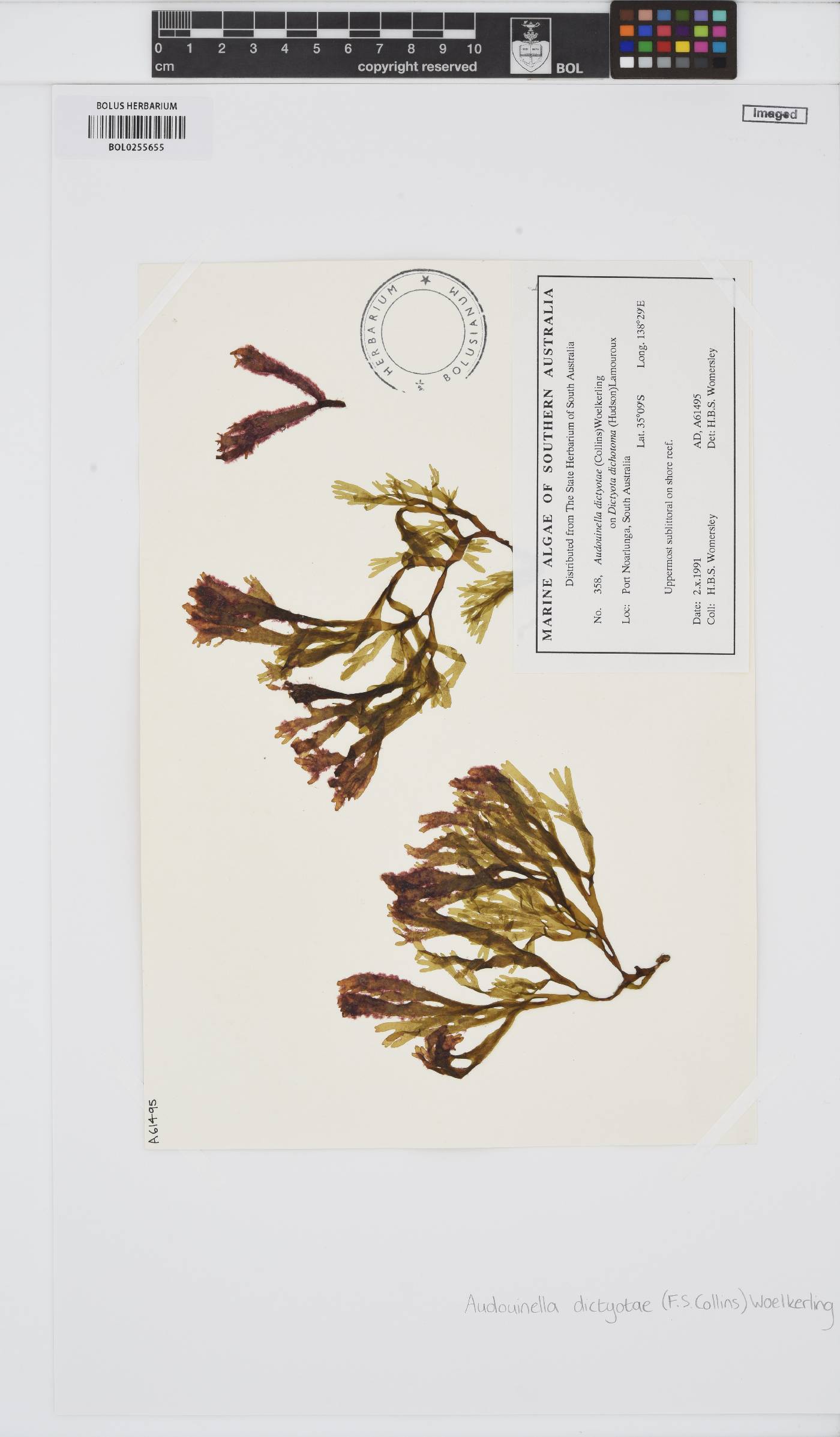 Colaconema dictyotae image