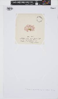 Callithamnion corymbosum image