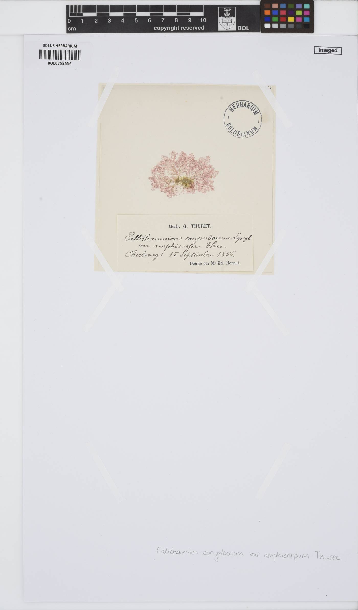 Callithamnion corymbosum var. amphicarpum image
