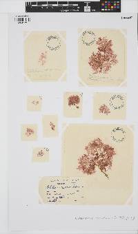 Callithamnion corymbosum image