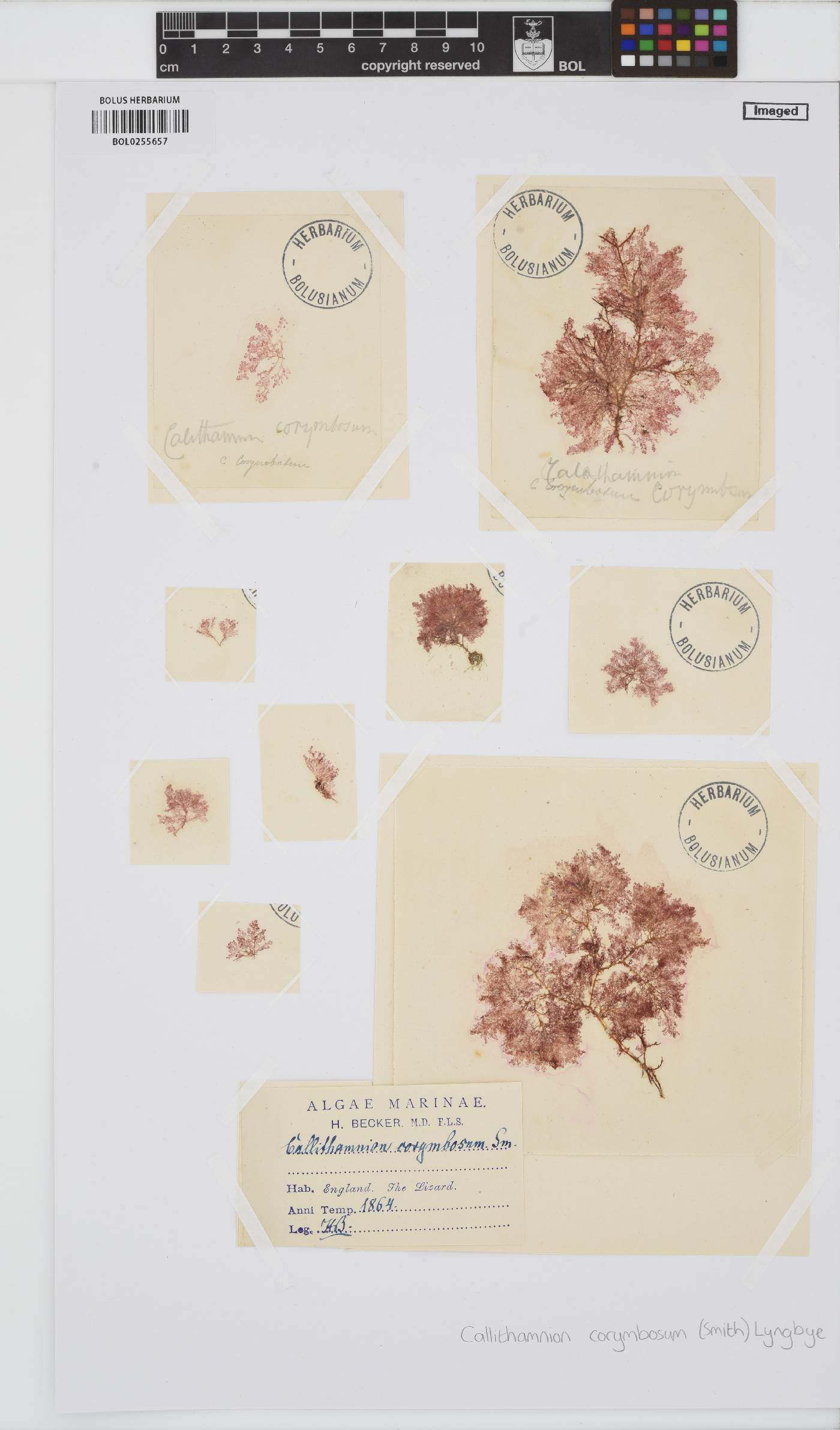 Callithamnion corymbosum image