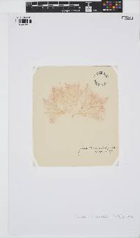 Callithamnion corymbosum image