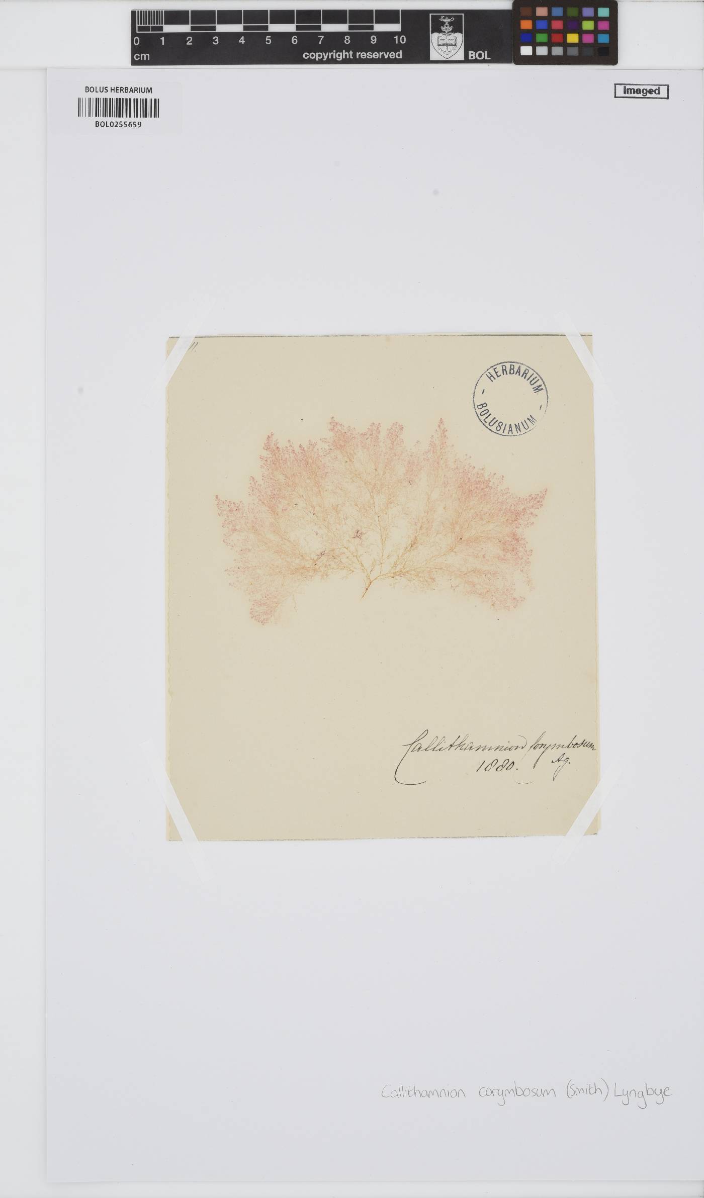 Callithamnion corymbosum image