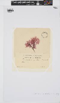 Callithamnion corymbosum image