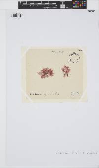 Callithamnion corymbosum image