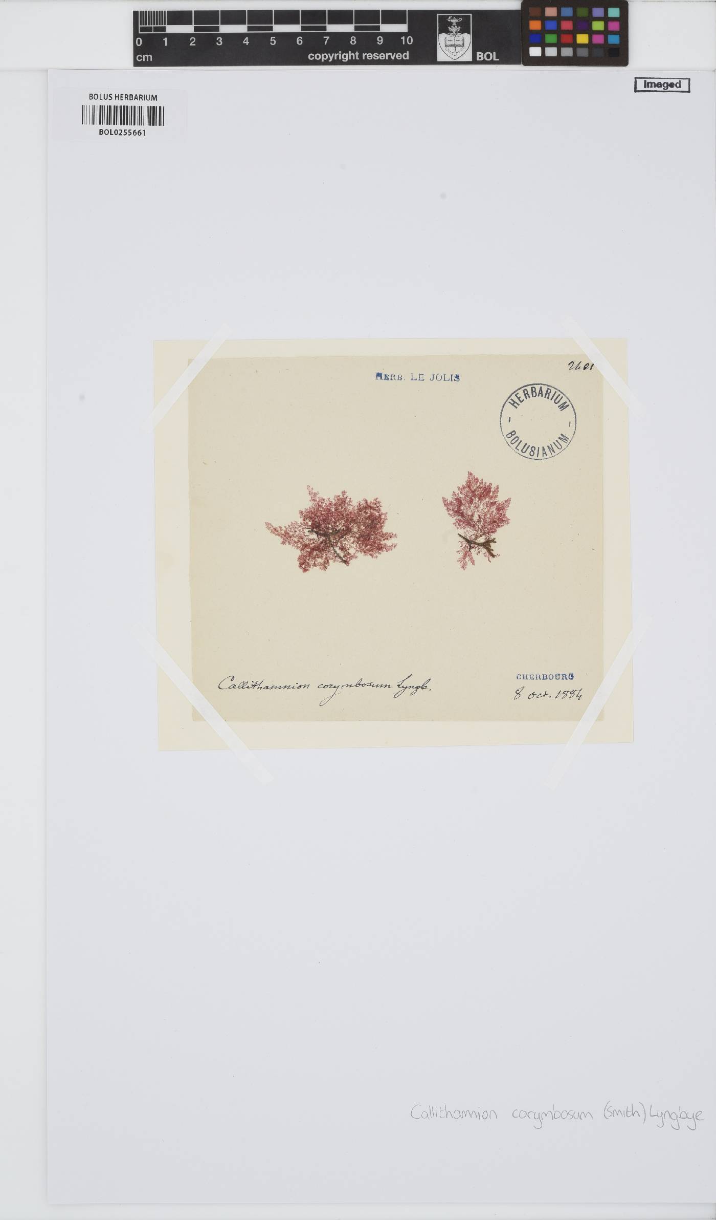 Callithamnion corymbosum image