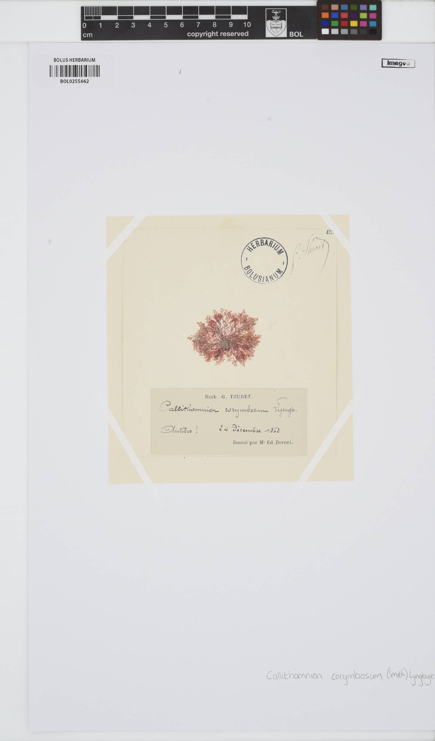 Callithamnion corymbosum image