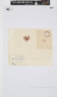Callithamnion corymbosum image