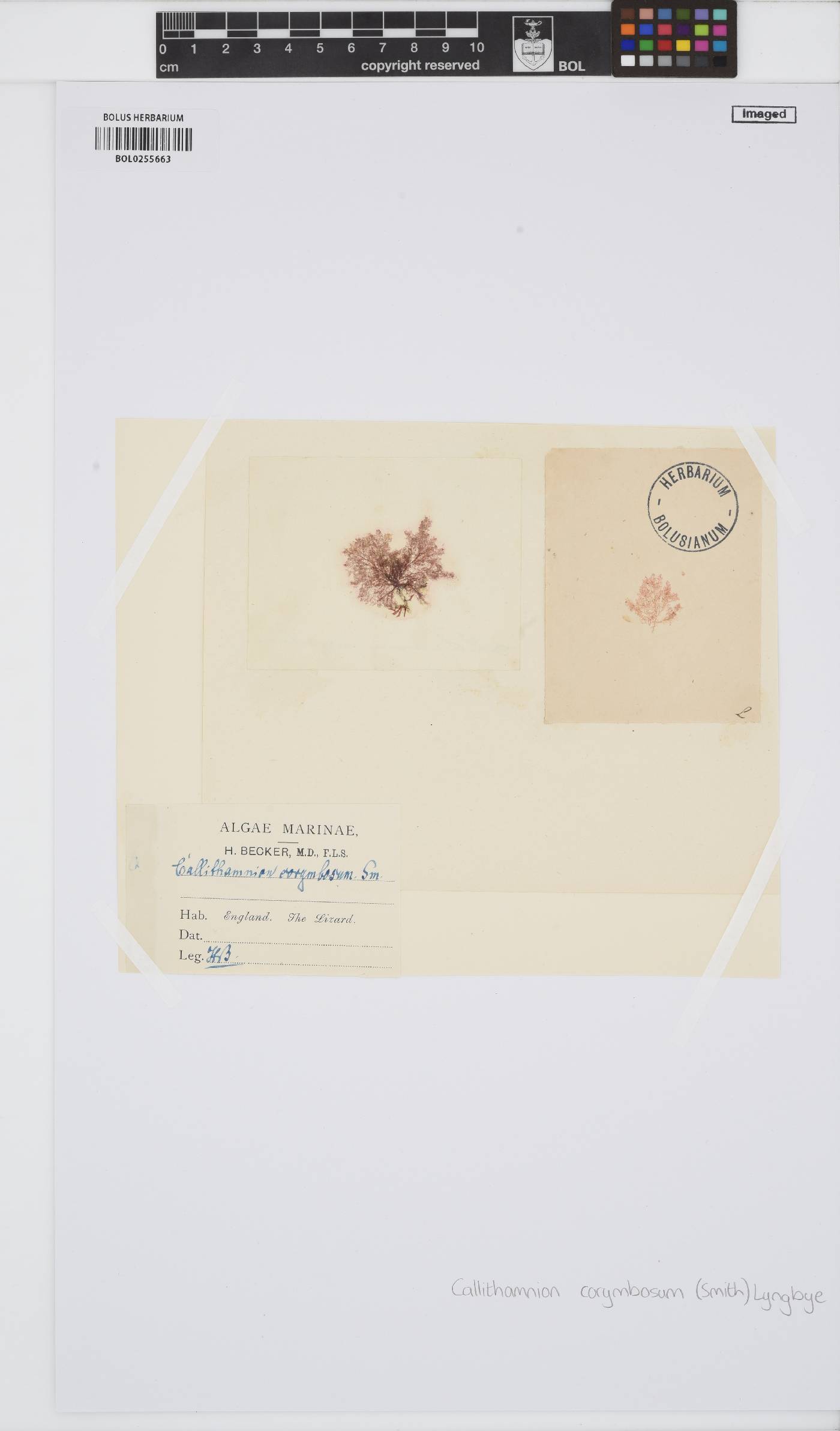 Callithamnion corymbosum image