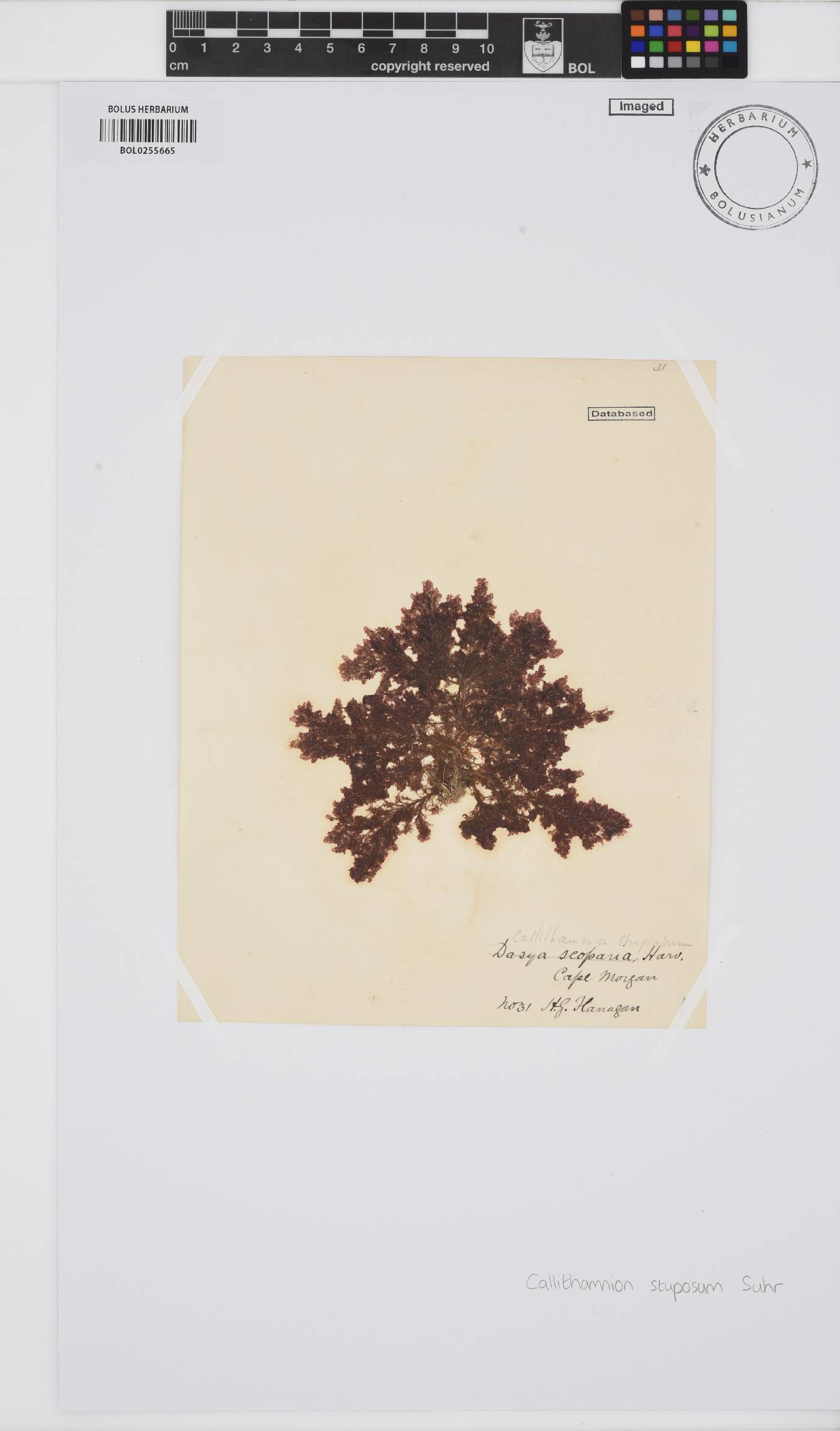 Callithamnion stuposum image