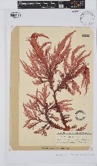 Calliblepharis fimbriata image