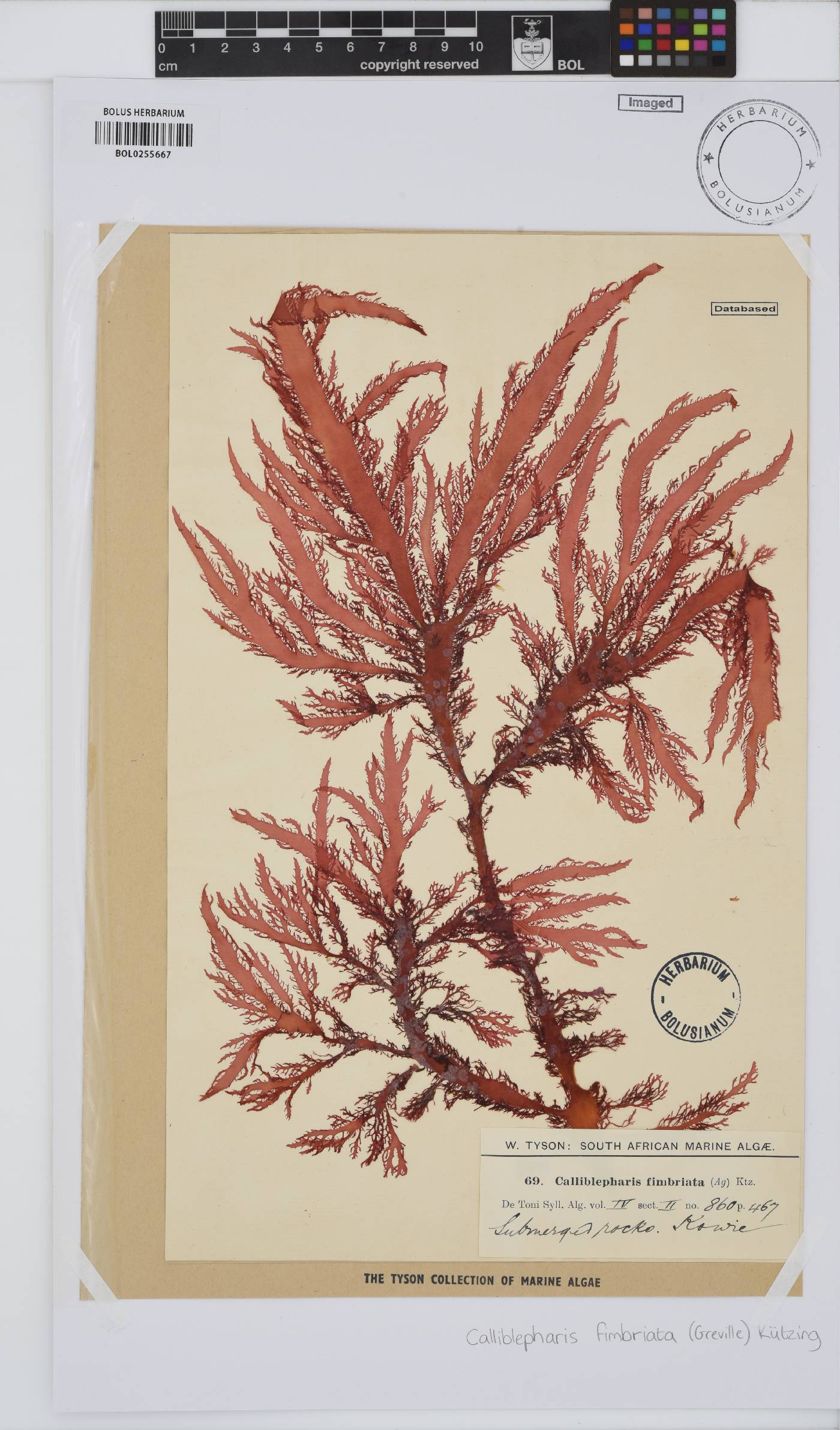 Calliblepharis fimbriata image