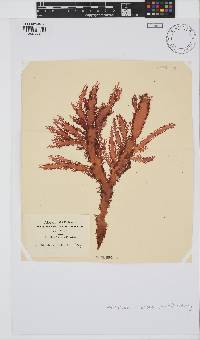 Calliblepharis fimbriata image