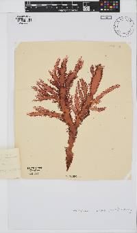 Calliblepharis fimbriata image
