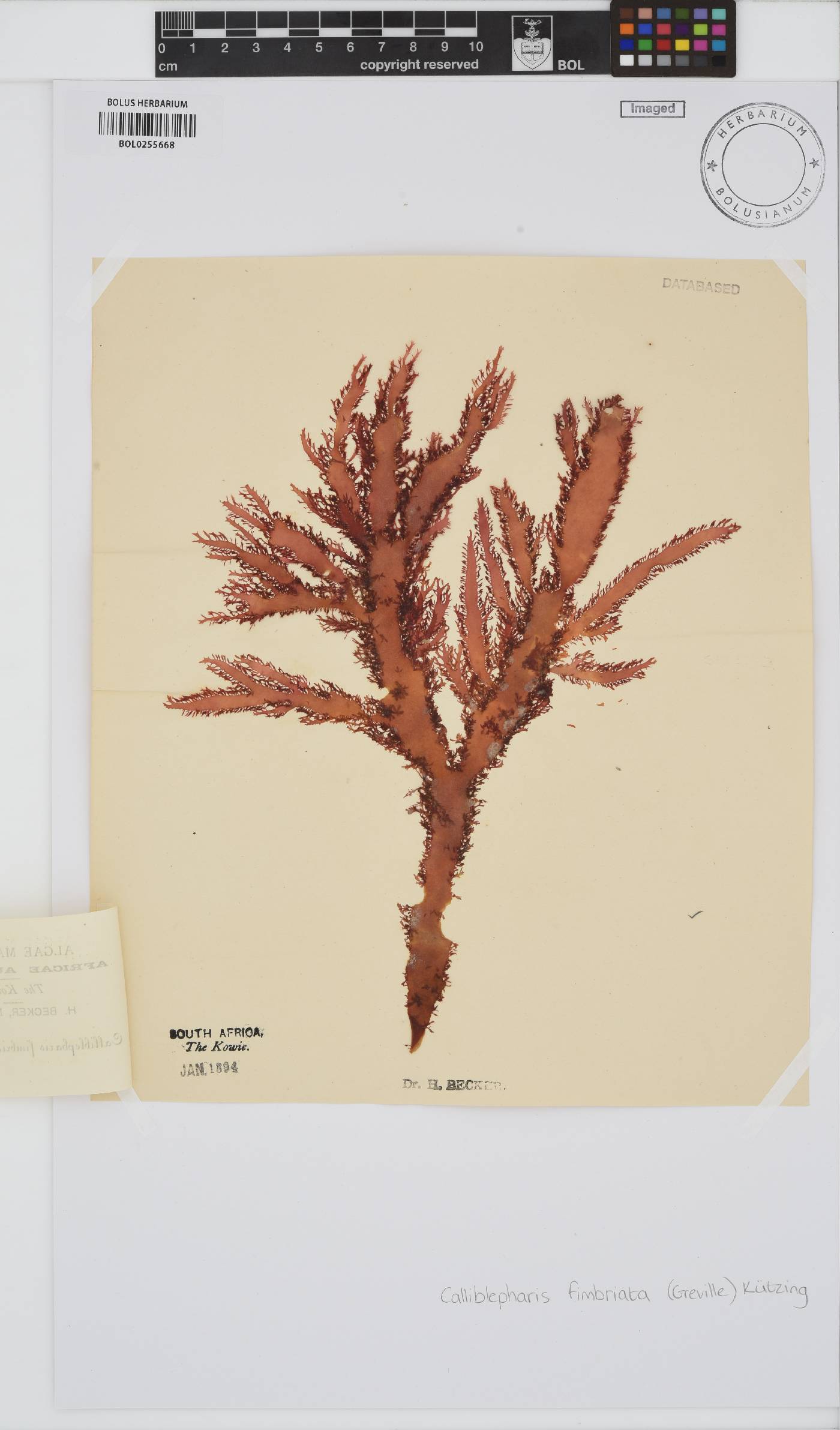 Calliblepharis fimbriata image