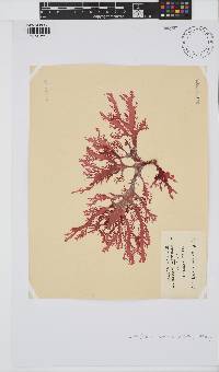 Calliblepharis fimbriata image