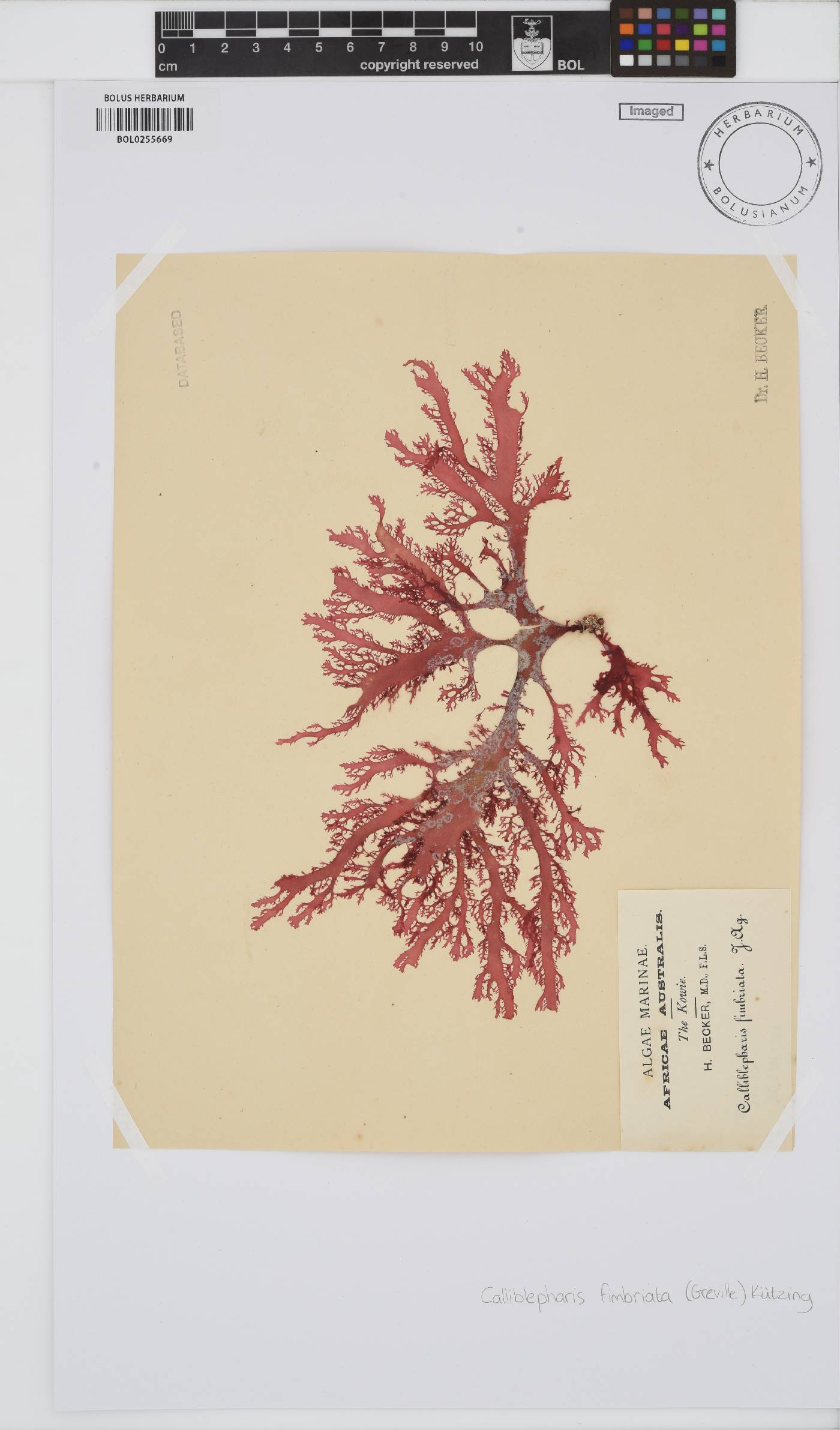 Cystocloniaceae image