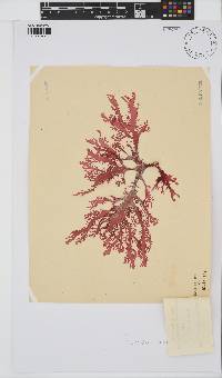 Calliblepharis fimbriata image