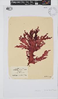 Calliblepharis fimbriata image