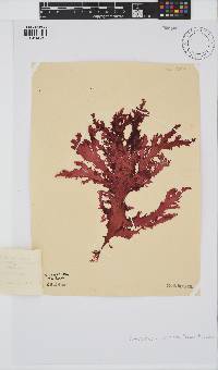 Calliblepharis fimbriata image