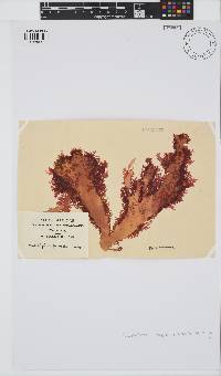 Calliblepharis fimbriata image