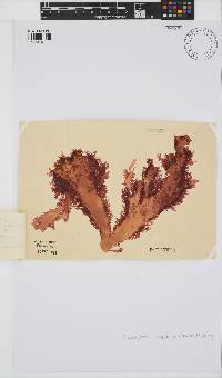 Calliblepharis fimbriata image