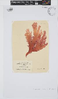 Calliblepharis fimbriata image