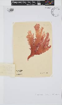 Calliblepharis fimbriata image