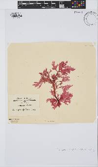 Calliblepharis fimbriata image