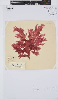 Calliblepharis fimbriata image