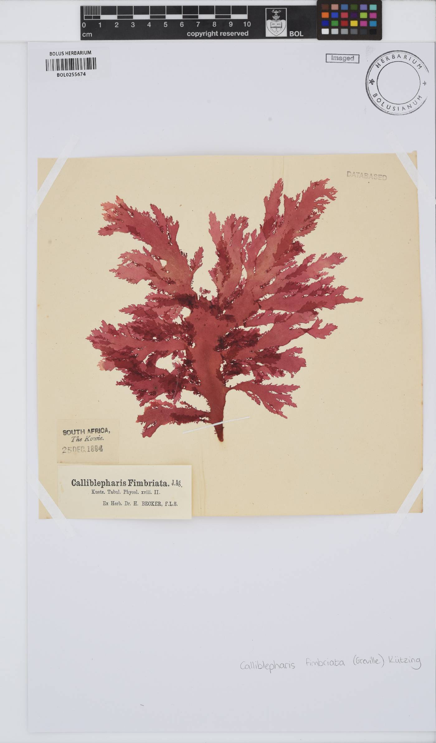 Calliblepharis fimbriata image