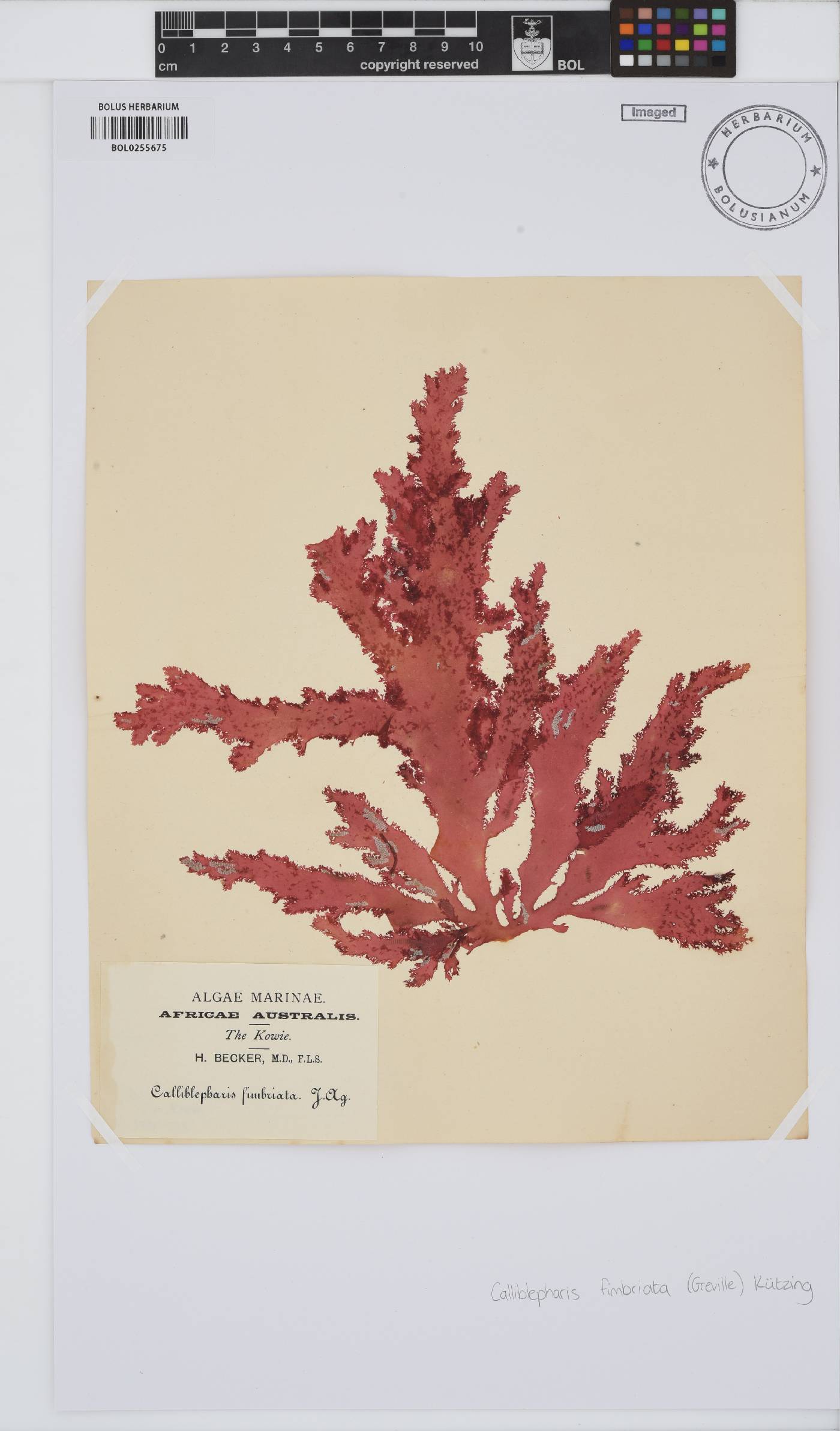 Calliblepharis fimbriata image