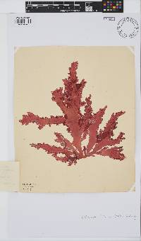 Calliblepharis fimbriata image