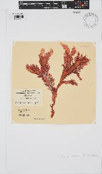 Calliblepharis fimbriata image