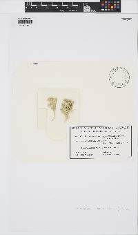Arthrocardia flabellata image
