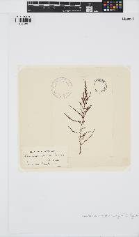 Laurencia glomerata image