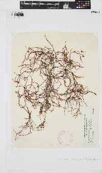 Image of Laurencia subopposita