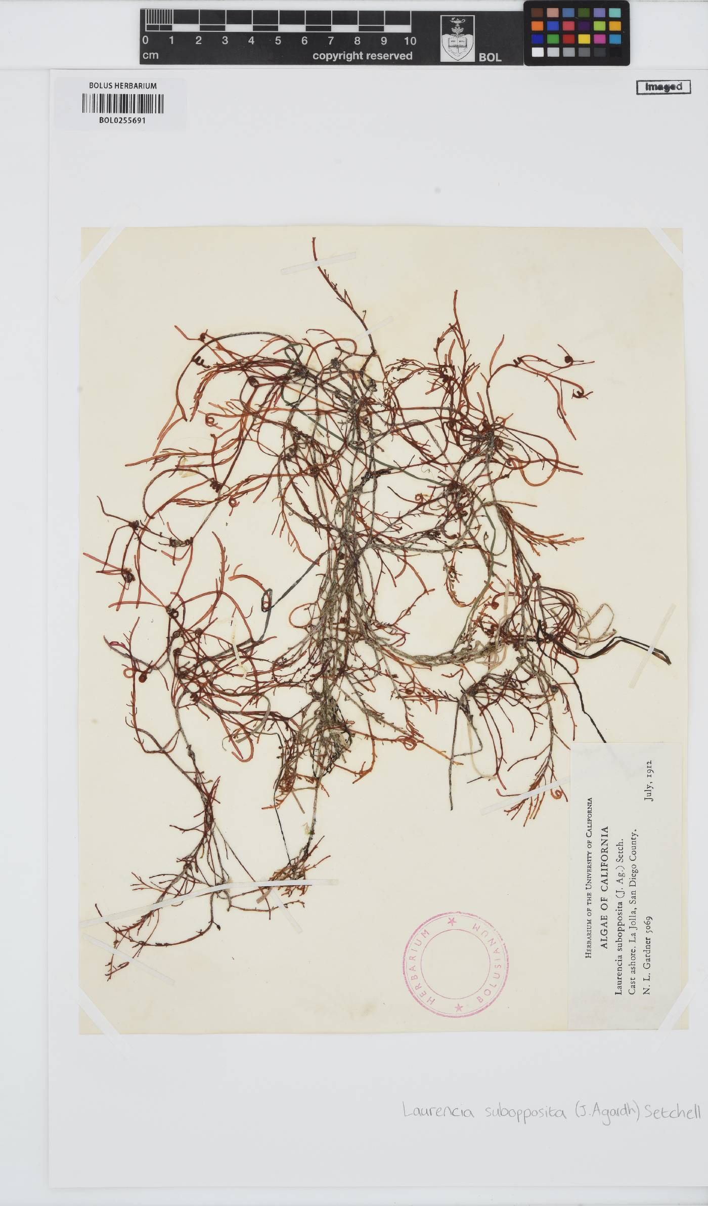 Laurencia subopposita image