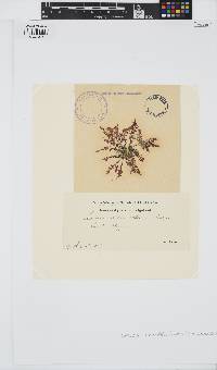 Osmundea pinnatifida image