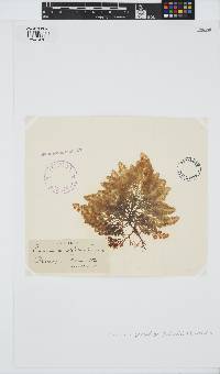 Osmundea pinnatifida image