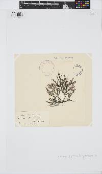 Palisada perforata image