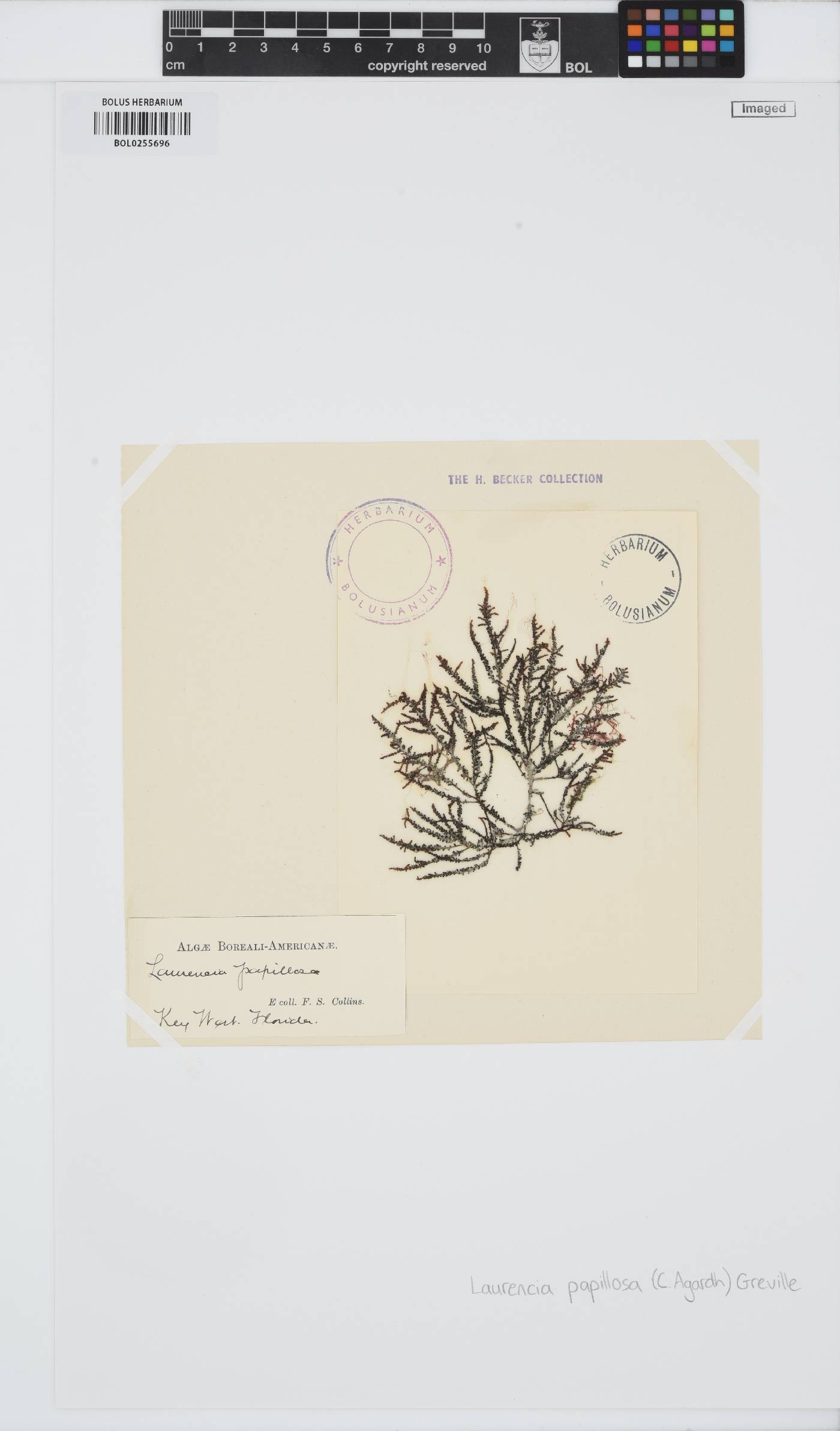 Palisada perforata image